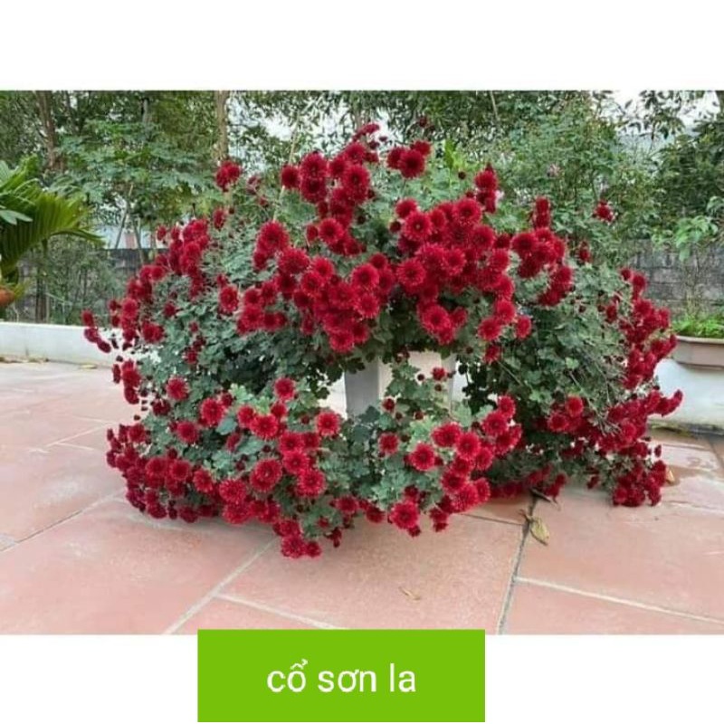 Cây hoa cúc cổ sơn la