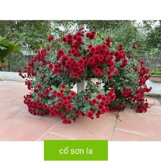 Cây hoa cúc cổ sơn la