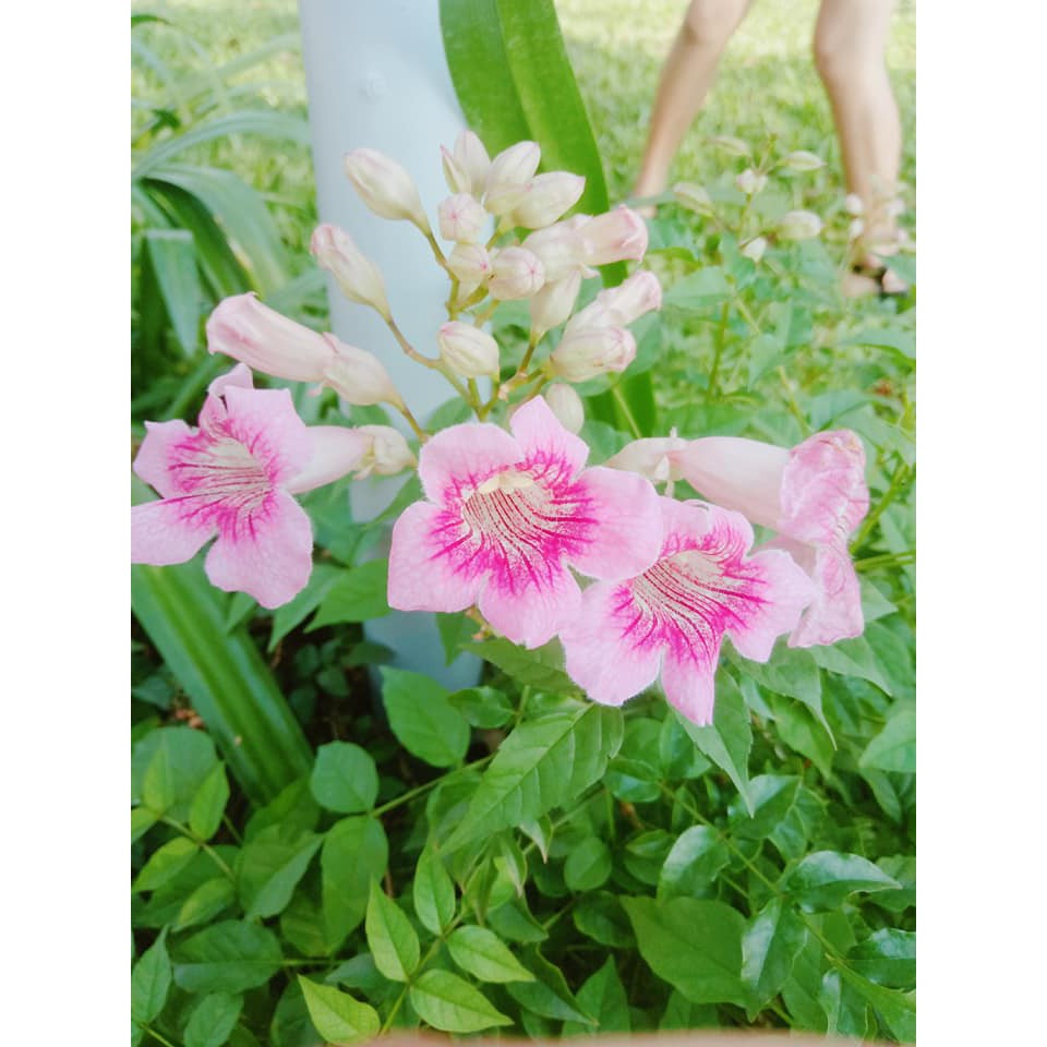 Hồng Thiên Hương ( tặng kèm phân bón)