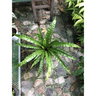 Cây Tổ Phượng/ Cây Ráng Ổ Phụng