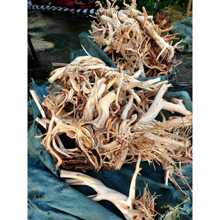 LŨA THUỶ SINH - LŨA HẢI SA QUỲ ( HÀNG ĐẸP TUYỂN CHỌN ĐỦ SIZE HỒ)