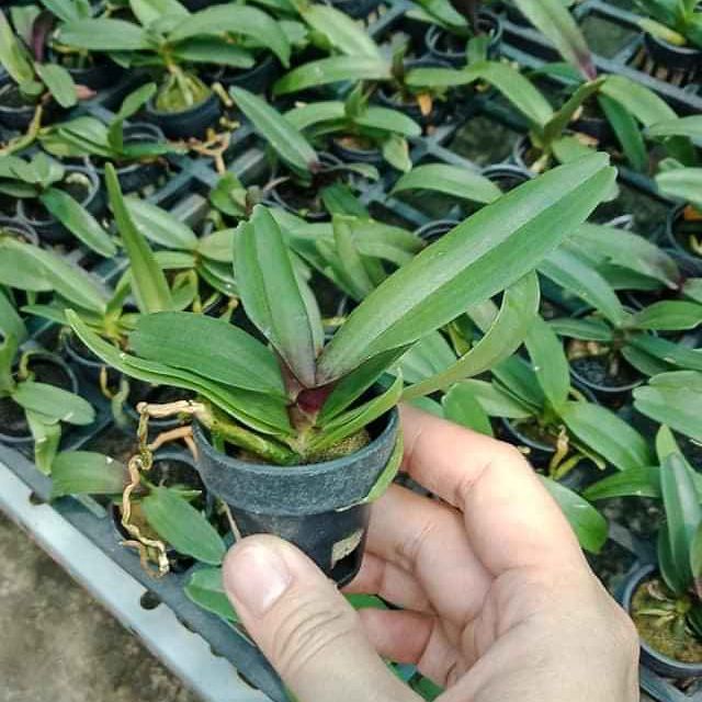Phong lan ngọc điểm giống (đai châu - nghinh xuân)