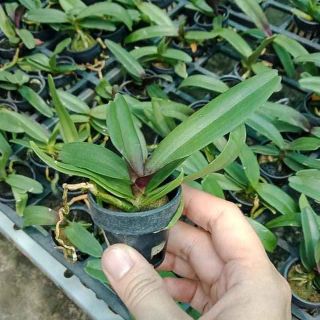 Phong lan ngọc điểm giống (đai châu - nghinh xuân)
