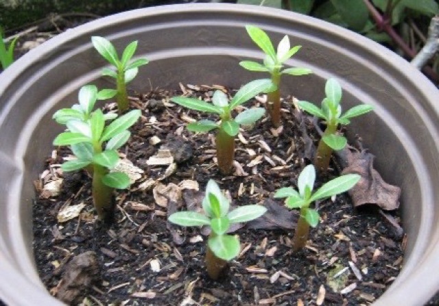 HẠT GIỐNG SỨ THÁI KÉP