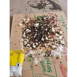 Diệt Ruồi Siêu Tốc