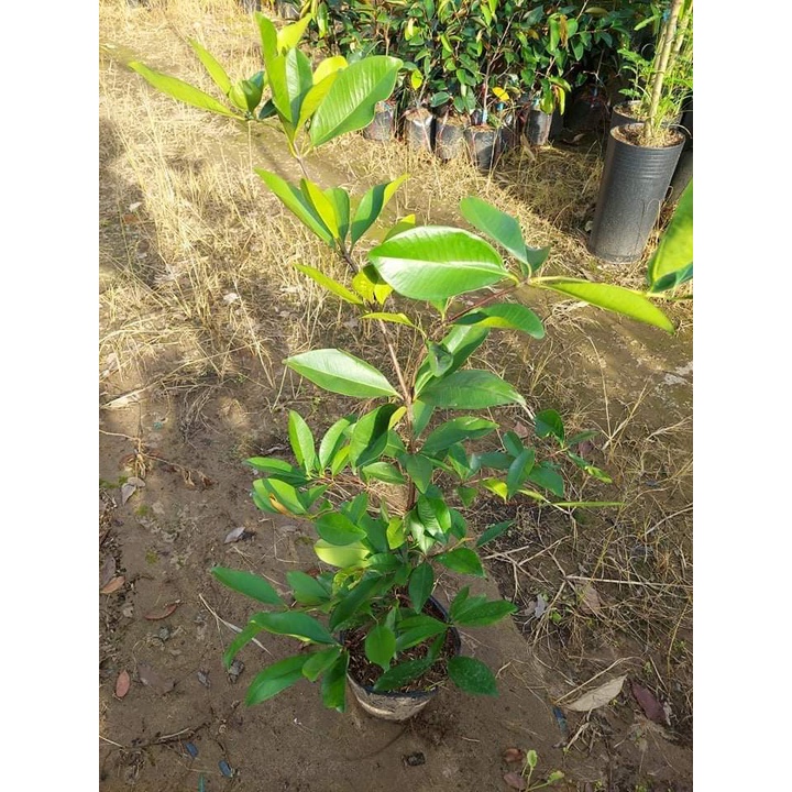 Cây Cherry Anh Đào Brazil