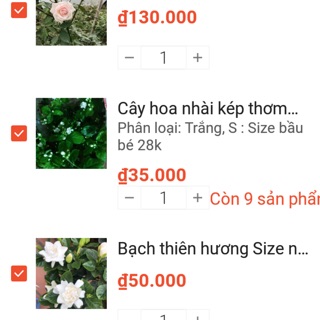 Combo 1mon, 1đào,1 tường Vy, 1 nhài bé S, 1 bạch thiên hương chỉ 515k