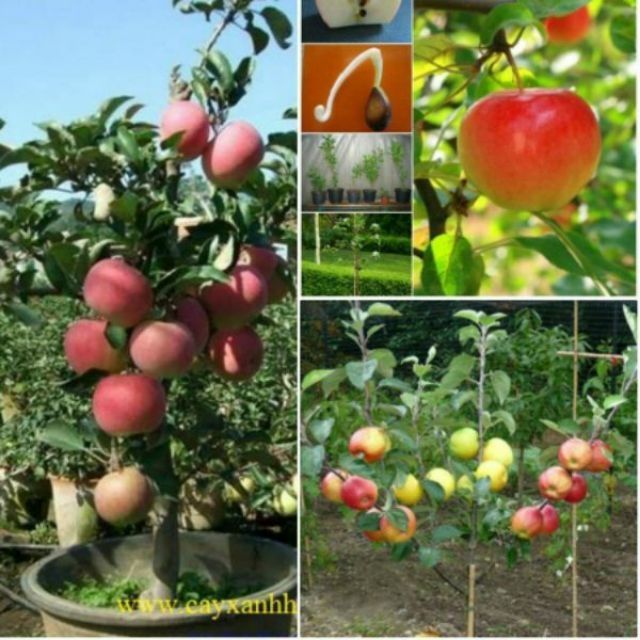 Hạt giống táo đỏ lùn 25 hạt