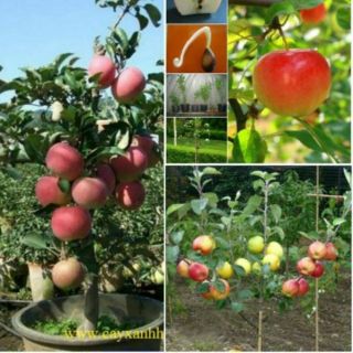 Hạt giống táo đỏ lùn 25 hạt