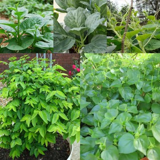 5 BỊT HẠT GIỐNG RAU
