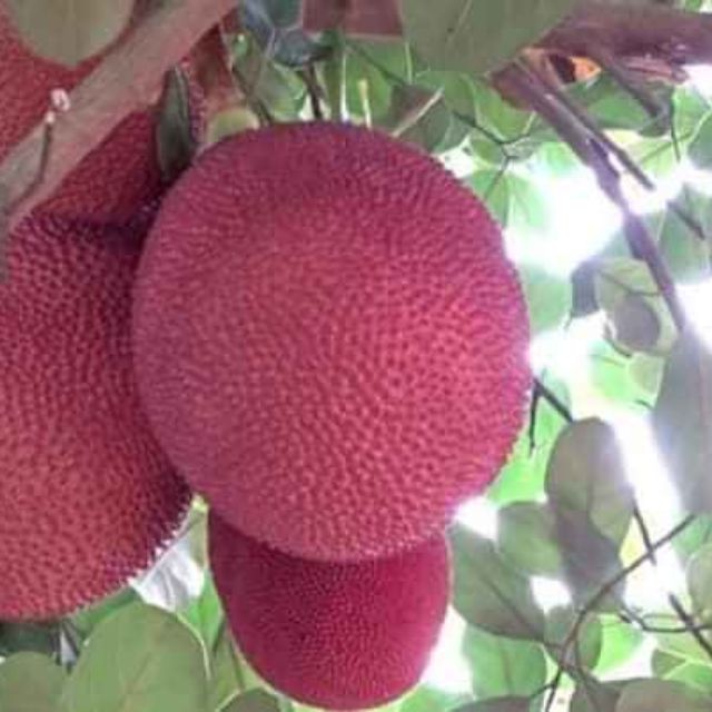 CÂY MÍT ĐỎ chuẩn giống