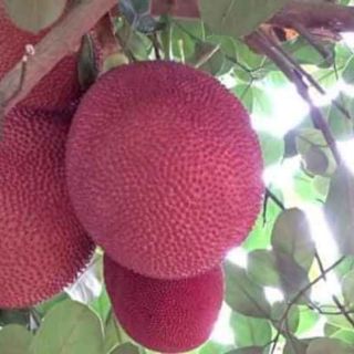 CÂY MÍT ĐỎ chuẩn giống