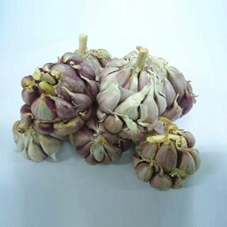 tỏi bắc-tỏi tím 1 kg