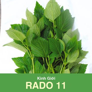 Hạt Giống Rau Kinh Giới Rado 11 Rạng Đông (gói 1g), Cao Sản Trồng Quanh Năm