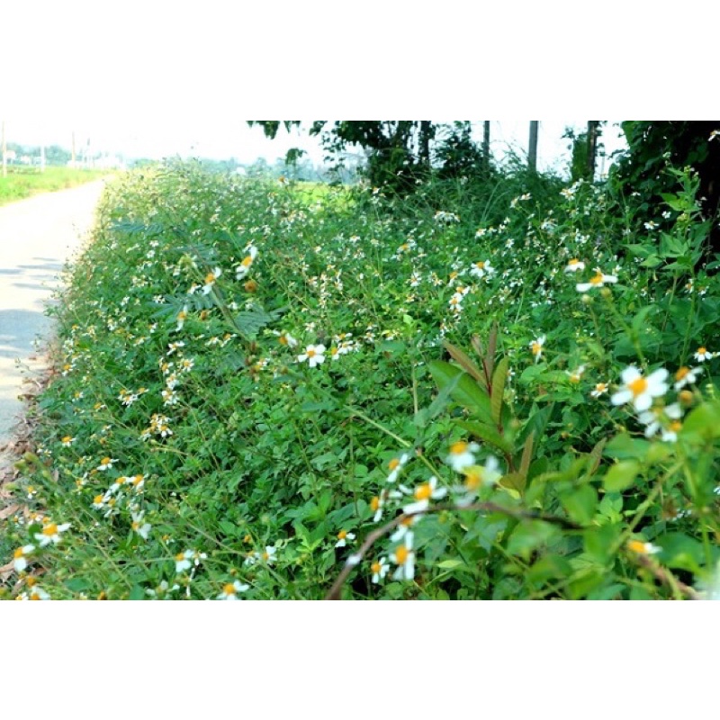 Cây xuyến chi sấy khô sạch sẽ đóng túi 500g và 1kg - Anh cá