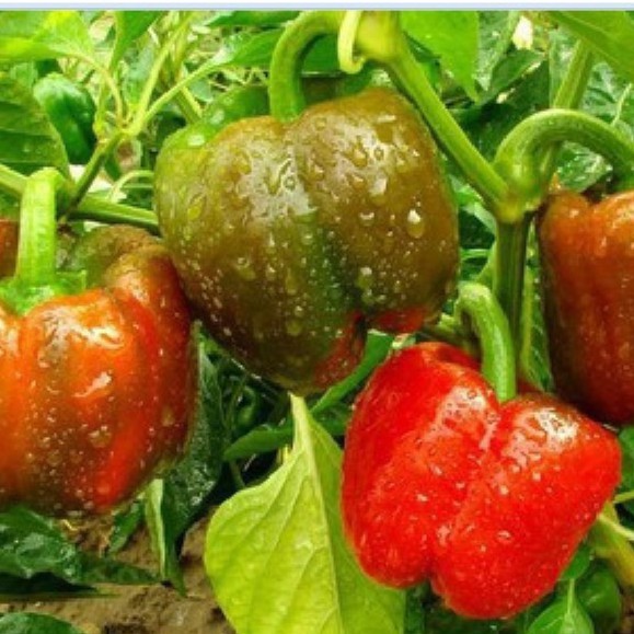 Hạt giống ớt chuông Ớt ngọt nhiều màu F1 – 10Hạt