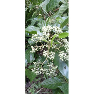 Cây Lá Cách giống (1 chậu)