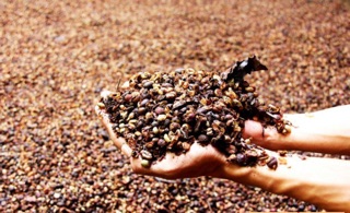 Cafe Robusta rang xay nguyên chất có bơ