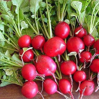 1gr hạt giống củ cải đỏ cherry