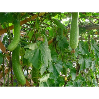 10h - HẠT GIỐNG BÍ ĐAO CHANH