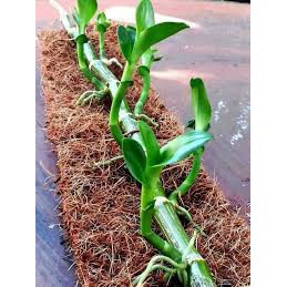 [GIÁ SỐC] Combo keo liền sẹo đen + Duy đỏ