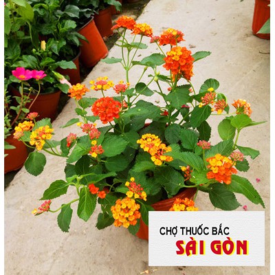 Cỏ Ngũ Sắc Khô 500g