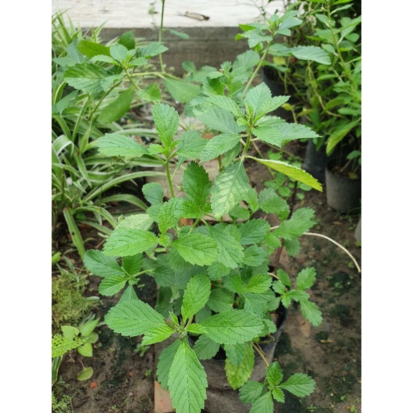 Chậu hoa đông hầu