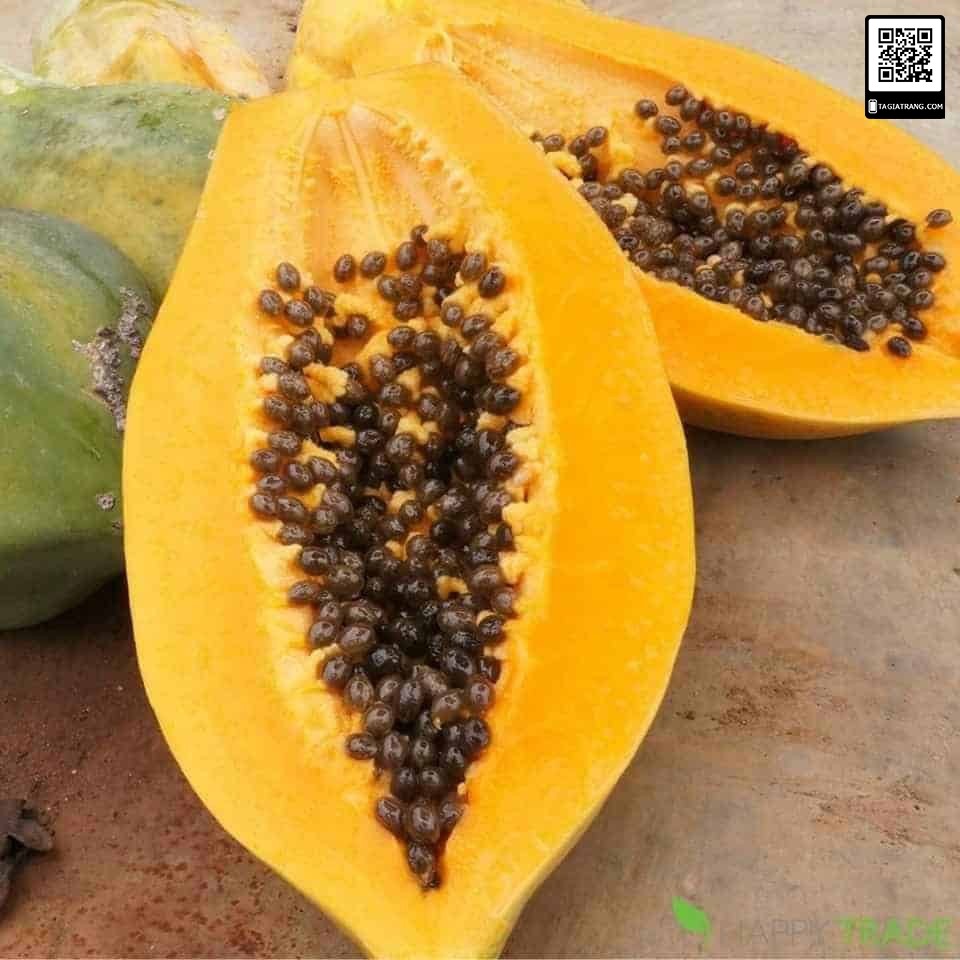 Hạt giống đu đủ ruột vàng lai F1 Thái Lan