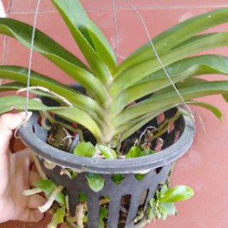 Hoa phong lan đai châu bò sữa khủng