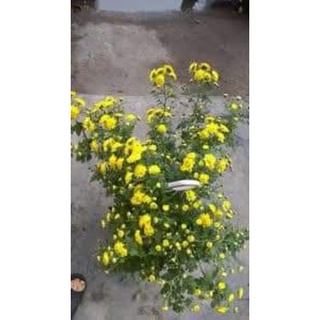 cây hoa cúc chi rủ
