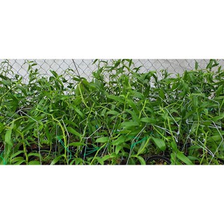 Hoa lan Hawai Trắng Tím lẫn