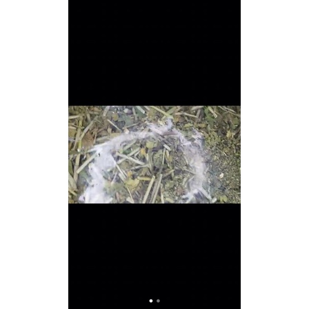 1kg cây xương khỉ🌳tăng cường sức khoẻ