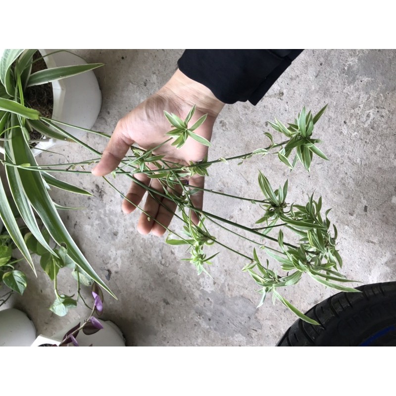caykiengsadec cỏ Lan chi nhện + tặng phân bón - hoa kiểng lá - cây phong thủy - trang trí nội thất