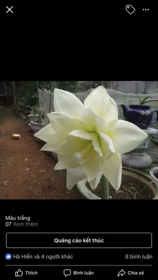 1 củ Huệ tây  kép mix màu