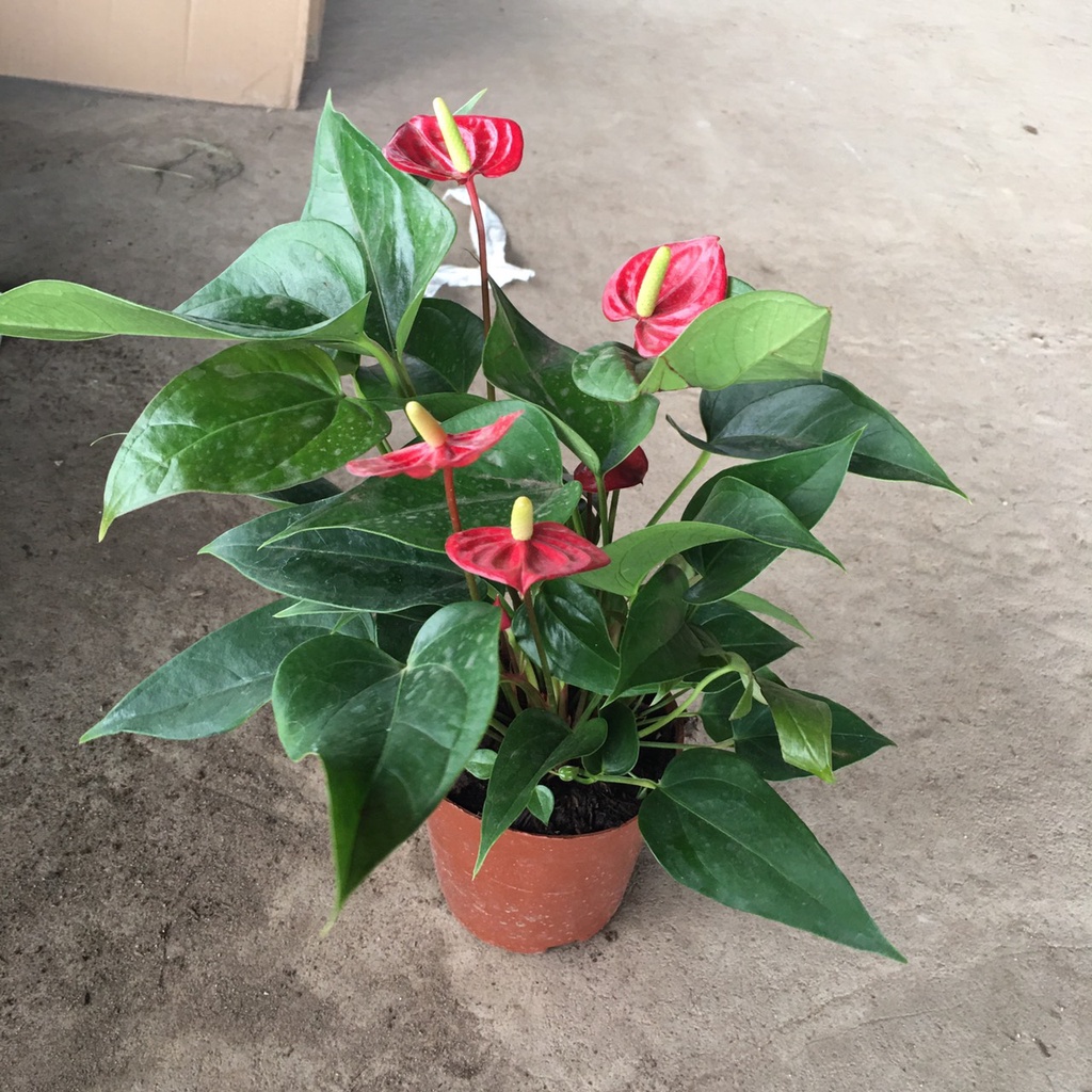 Cây Hồng Môn Đỏ Để Bàn,Bụi To Và Hoa Siêu Bền,Thích Hợp Trang Trí Nội Thất,Để Bàn