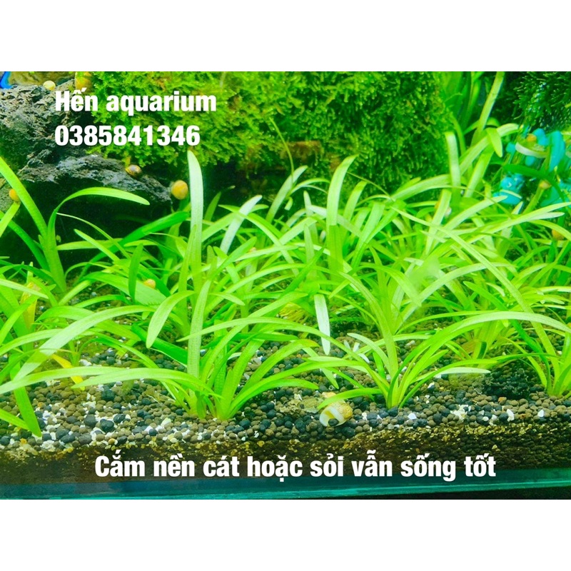 Cây thuỷ sinh cỏ đỏ - Siêu khoẻ mạnh và dễ sống cho người mới chơi