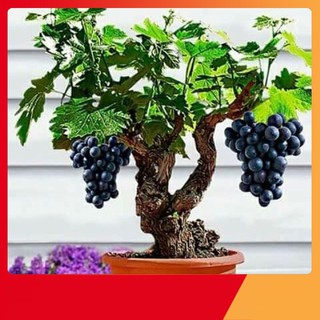 Hạt Giống Nho Lùn Pháp
