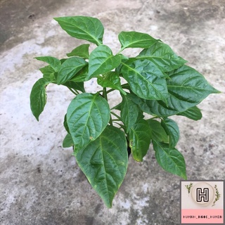 Chậu ớt Peru (ớt hạt tiêu mắc nhất TG) chậu C3