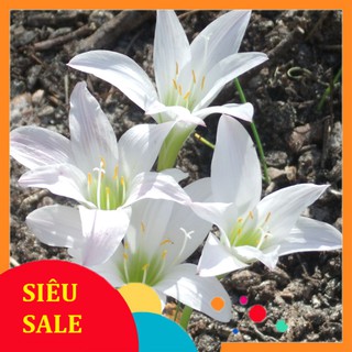 SIÊU SALE 💥 combo 20 củ huệ mưa Insularum 💥 củ mẹ đã có khả năng cho hoa ngay sau trồng