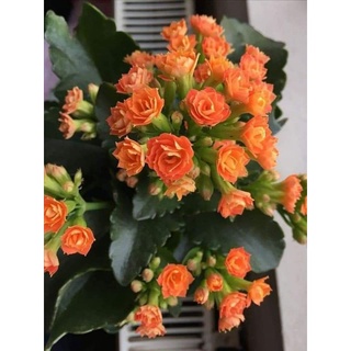 Sống đời cánh kép(cây giống)