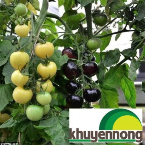 20 Hạt giống cà chua đen