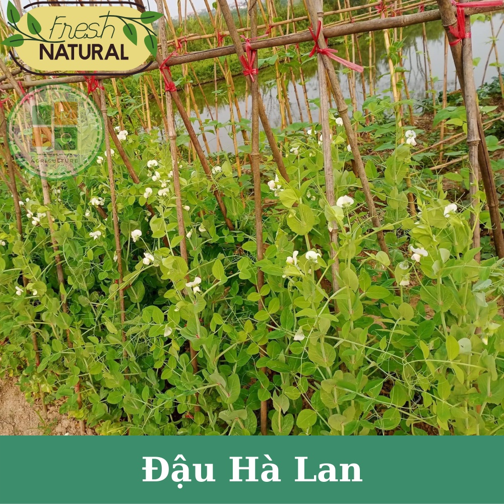 Hạt giống đậu Hà Lan