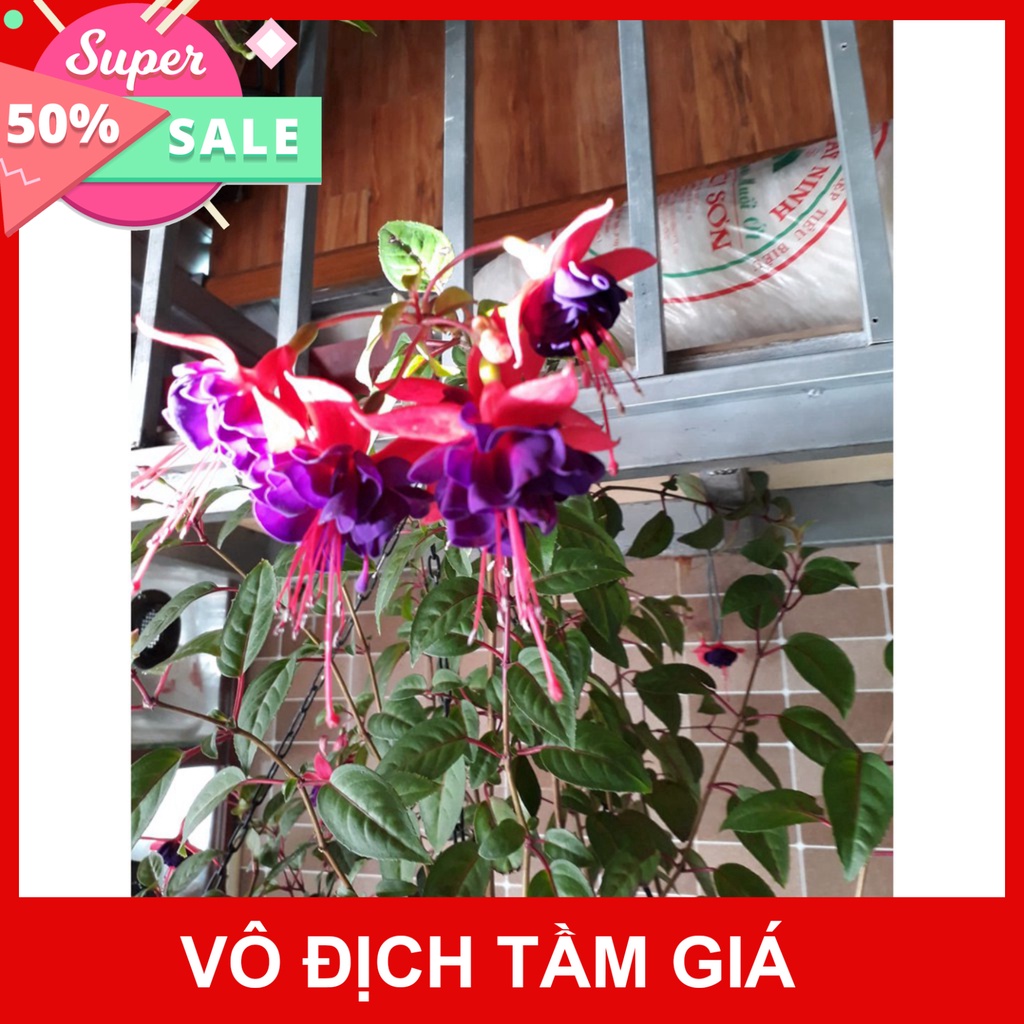 Giống Chuẩn  CÂY HOA LỒNG ĐÈN