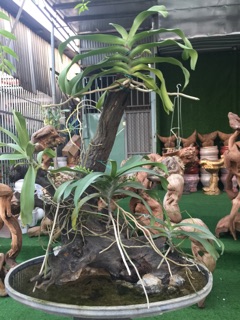 Phong lan đai châu cỡ trung
