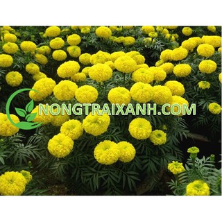 50H - HẠT GIỐNG HOA CÚC VẠN THỌ MỸ VÀNG