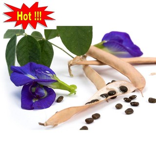 20 Hạt giống Hoa Đậu Biếc (Dễ trồng)