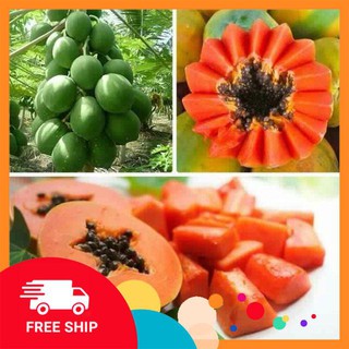 hạt giống đu đủ lùn ruột đỏ 5  hạt
