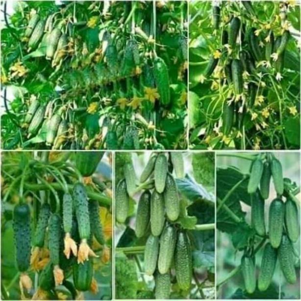 10 Hạt giống dưa chuột chùm siêu trái tự thụ phấn