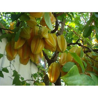 KHẾ NGỌT siêu quả, NGỌT THƠM - hàng cây giống F1