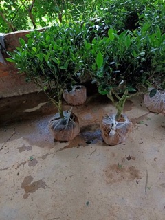 Cây chè xanh size nhỡ